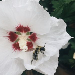 Meet your Posher, Rosie